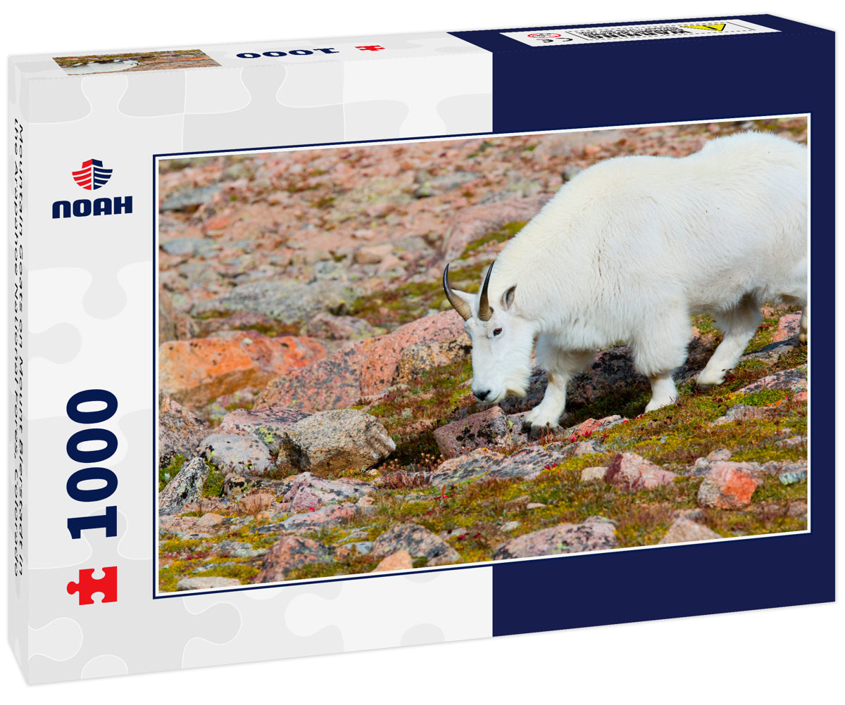 Mountain Goats on Mount Bierstadt in the Arapahoe National Fores, Colorado