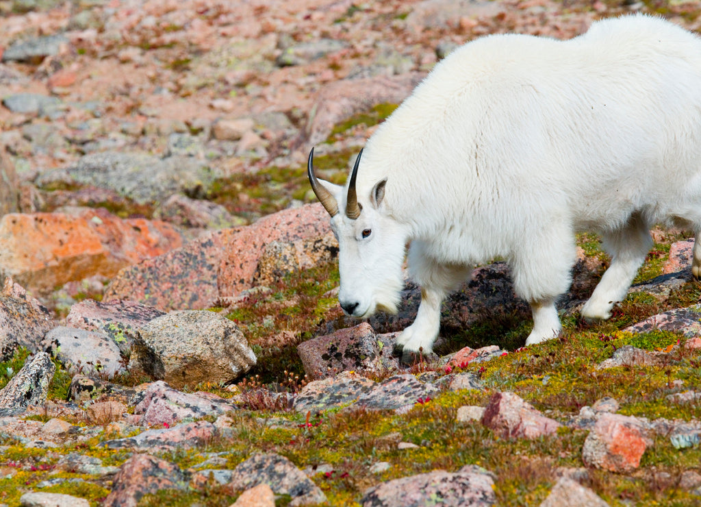 Mountain Goats on Mount Bierstadt in the Arapahoe National Fores, Colorado