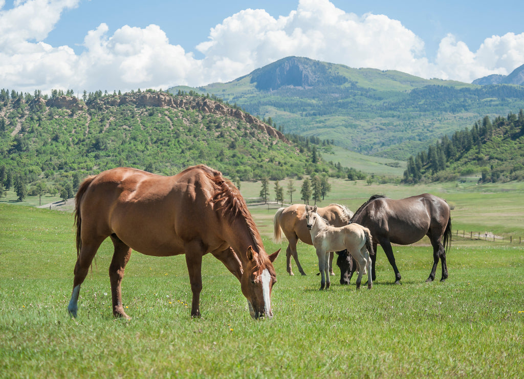 Quarter Horse herd in scenic pasture near pagosa Springs, Colorado