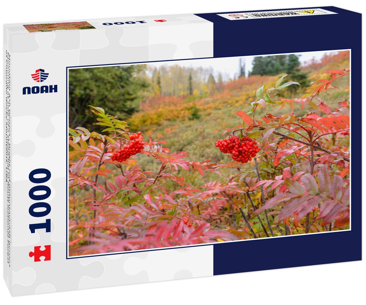 Mountain Ash Berries - Bright red mountain-ash berries blooming at side of a steep hill in Routt National Forest of Colorado Rocky Mountains, USA