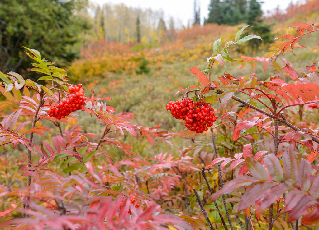 Mountain Ash Berries - Bright red mountain-ash berries blooming at side of a steep hill in Routt National Forest of Colorado Rocky Mountains, USA