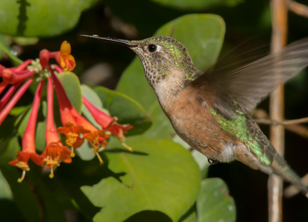 Broad-tailed hummingbird feeding on honeysuckle; Steamboat Springs, Colorado