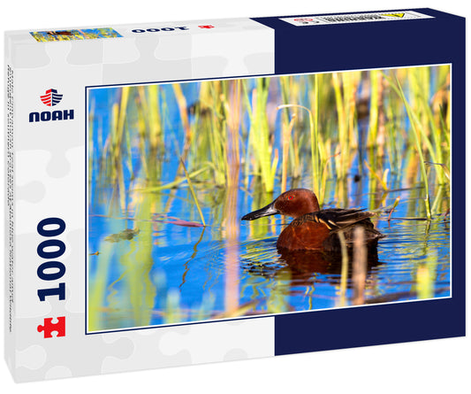 Male Cinnamon Teal swims in blue water amid emergent marsh grasses at Alamosa National Wildlife Refuge in southern Colorado