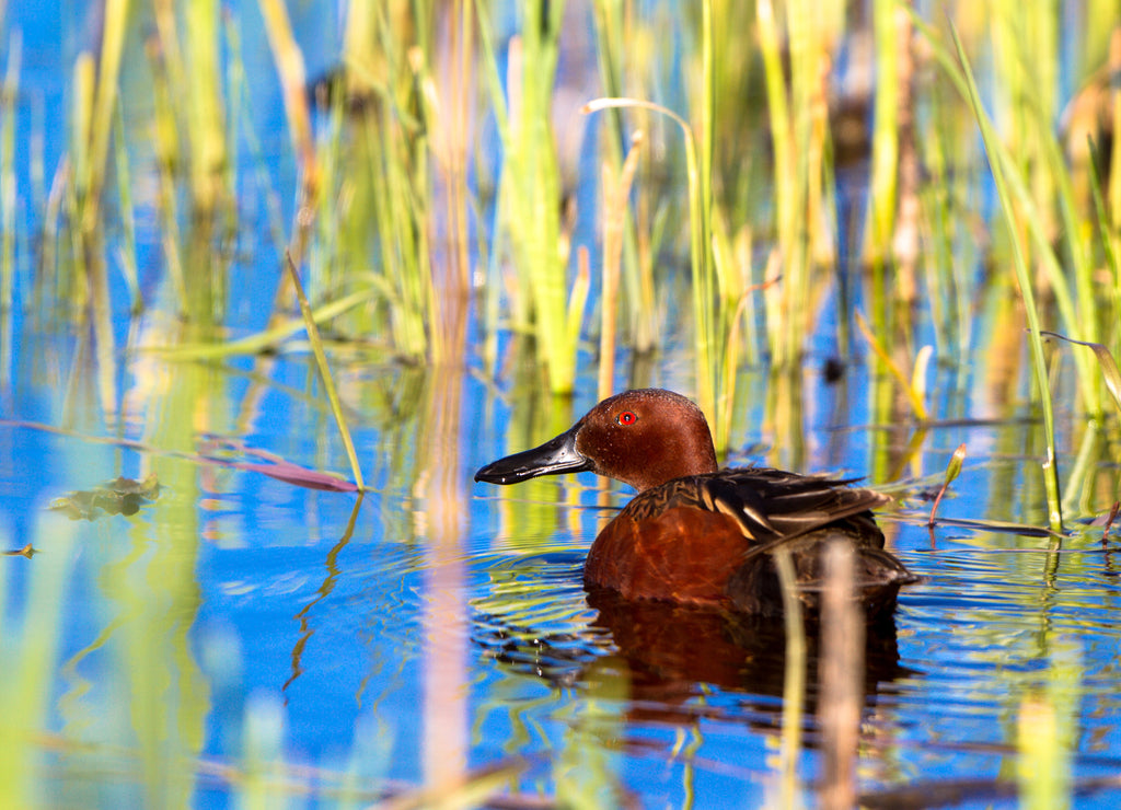 Male Cinnamon Teal swims in blue water amid emergent marsh grasses at Alamosa National Wildlife Refuge in southern Colorado