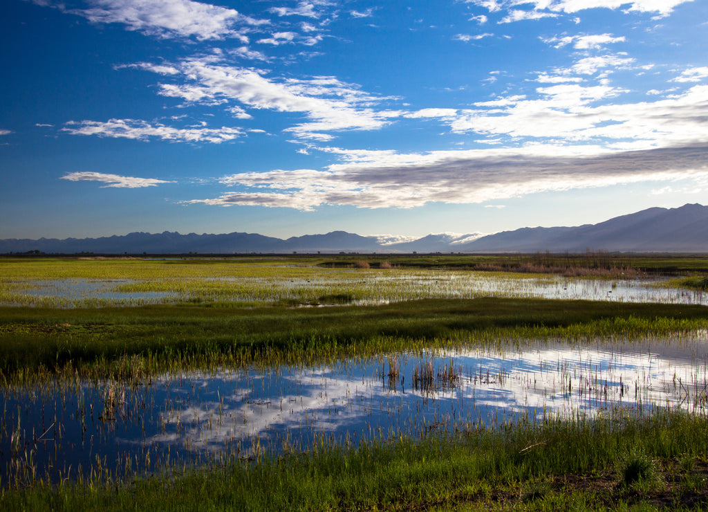 Clouds reflected at dawn in the marsh at Alamosa National Wildlife Refuge in southern Colorado, with the Sangre de Cristo range of the Rocky Mountains in the background