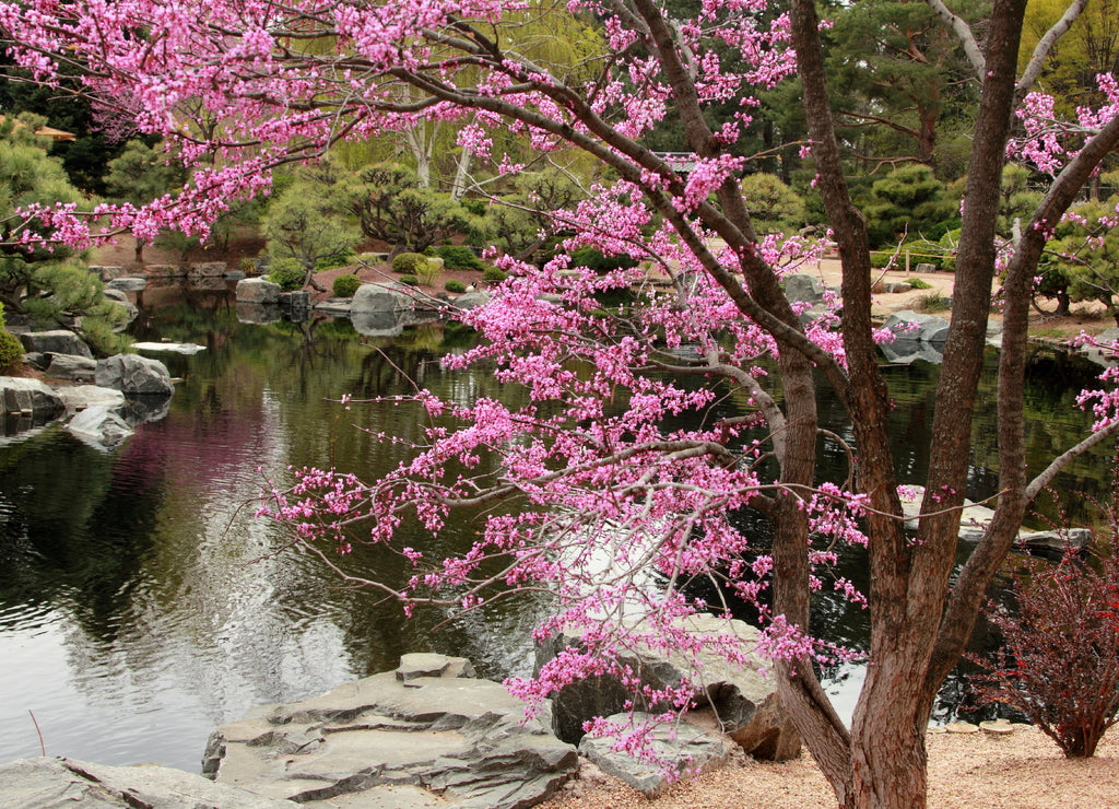 Cherry Blossom in Denver, Colorado. Springtime and Romantic