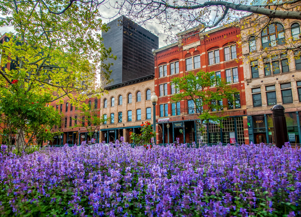 Flowers Along Market Street in Downtown Denver, Colorado