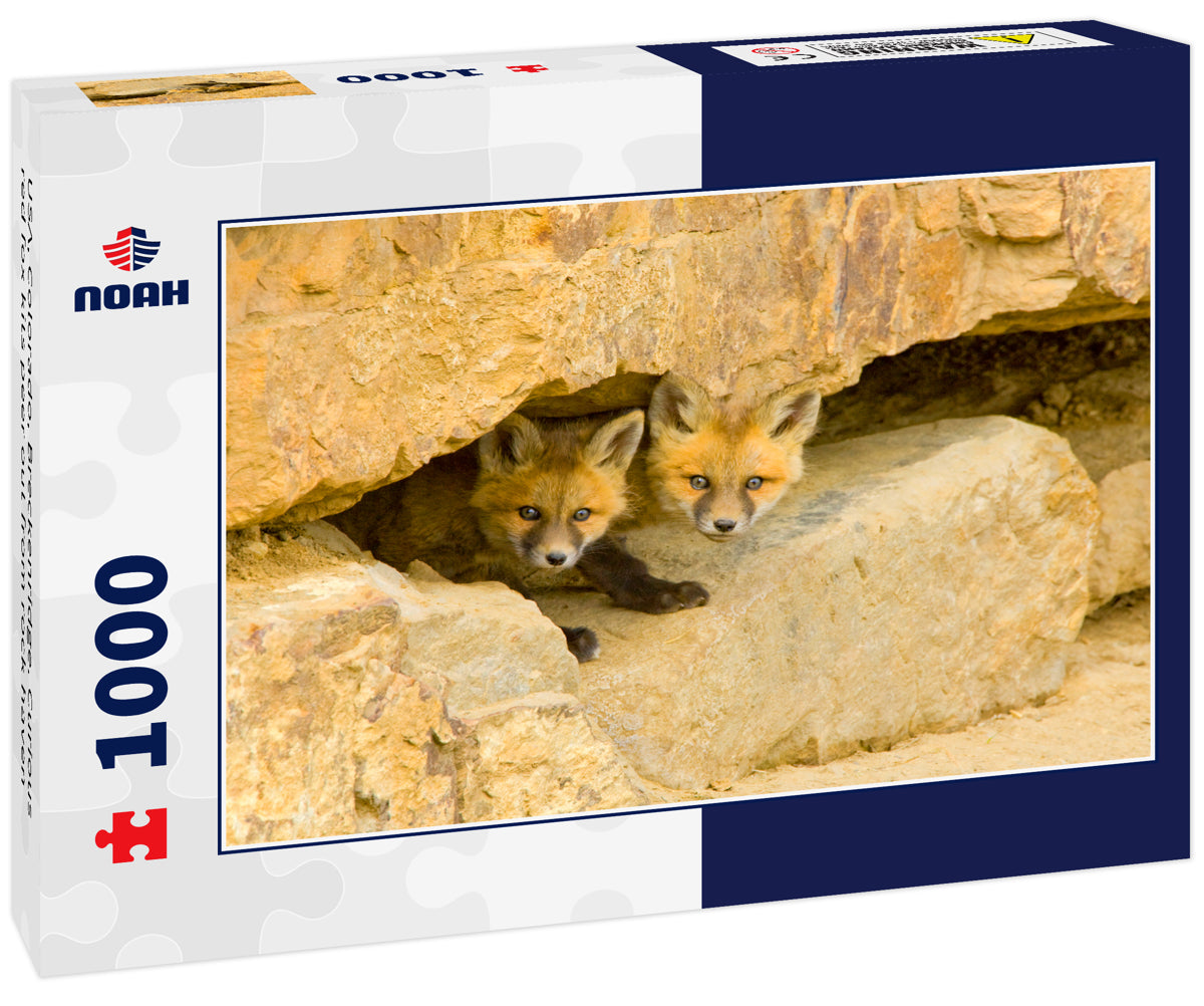 USA, Colorado, Breckenridge. Curious red fox kits peer out from rock haven