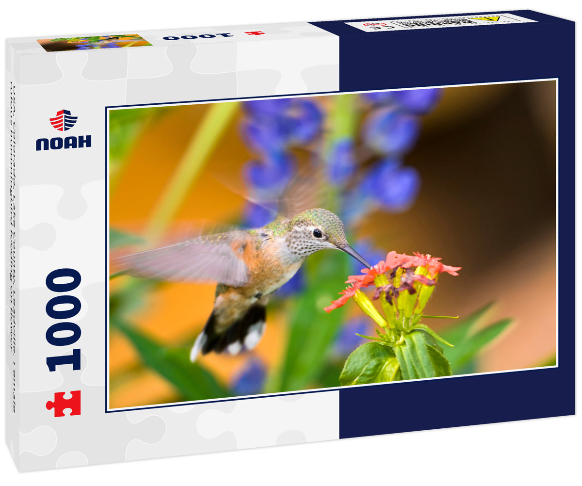 USA, Colorado, Lake County, Leadville. Female rufous hummingbird feeding on flower