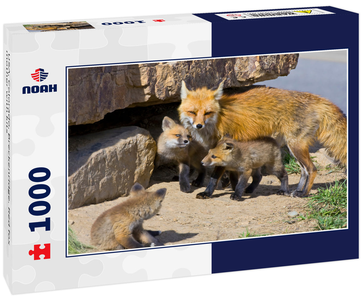 USA, Colorado, Breckenridge. Red fox mother with kits