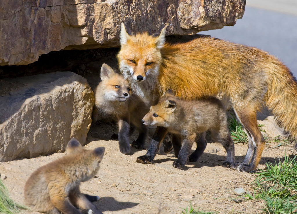 USA, Colorado, Breckenridge. Red fox mother with kits