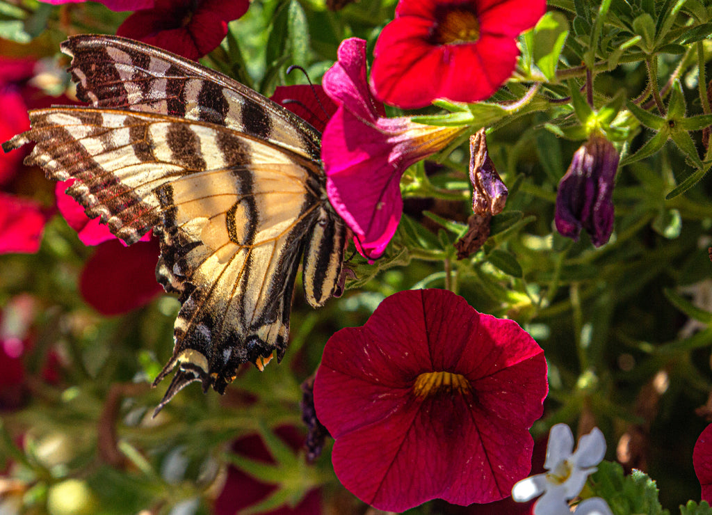 Western Tiger Swallowtail Hidden in Red Petunia Flower, Ouray, Colorado