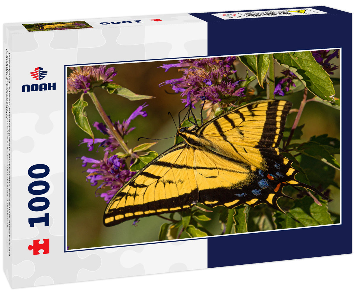 Western Tiger Swallowtail Butterfly Seeking Nectar on Purple Colorado Wildflowers, Montrose Botanic Gardens, Colorado