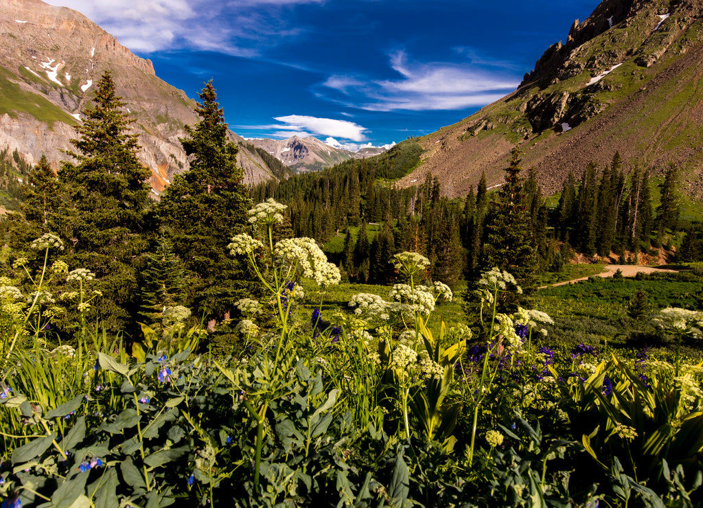 Scenic beauty in summer spring of wildflowers and mountains, Yankee Boy Basin, Ouray Colorado