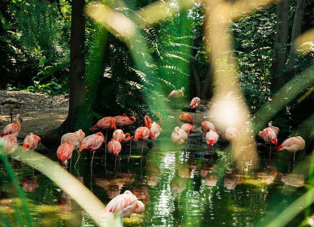 Zoo flamingos in Denver, Colorado