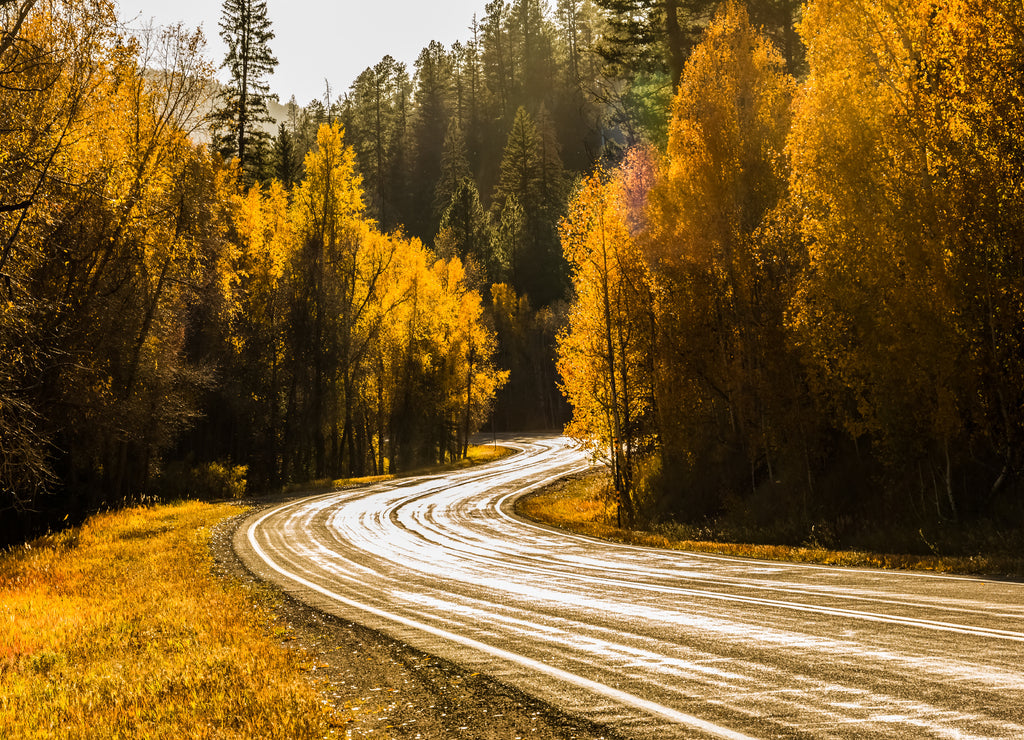 Fall Color Along The San Juan Skyway, Dolores, Colorado, USA