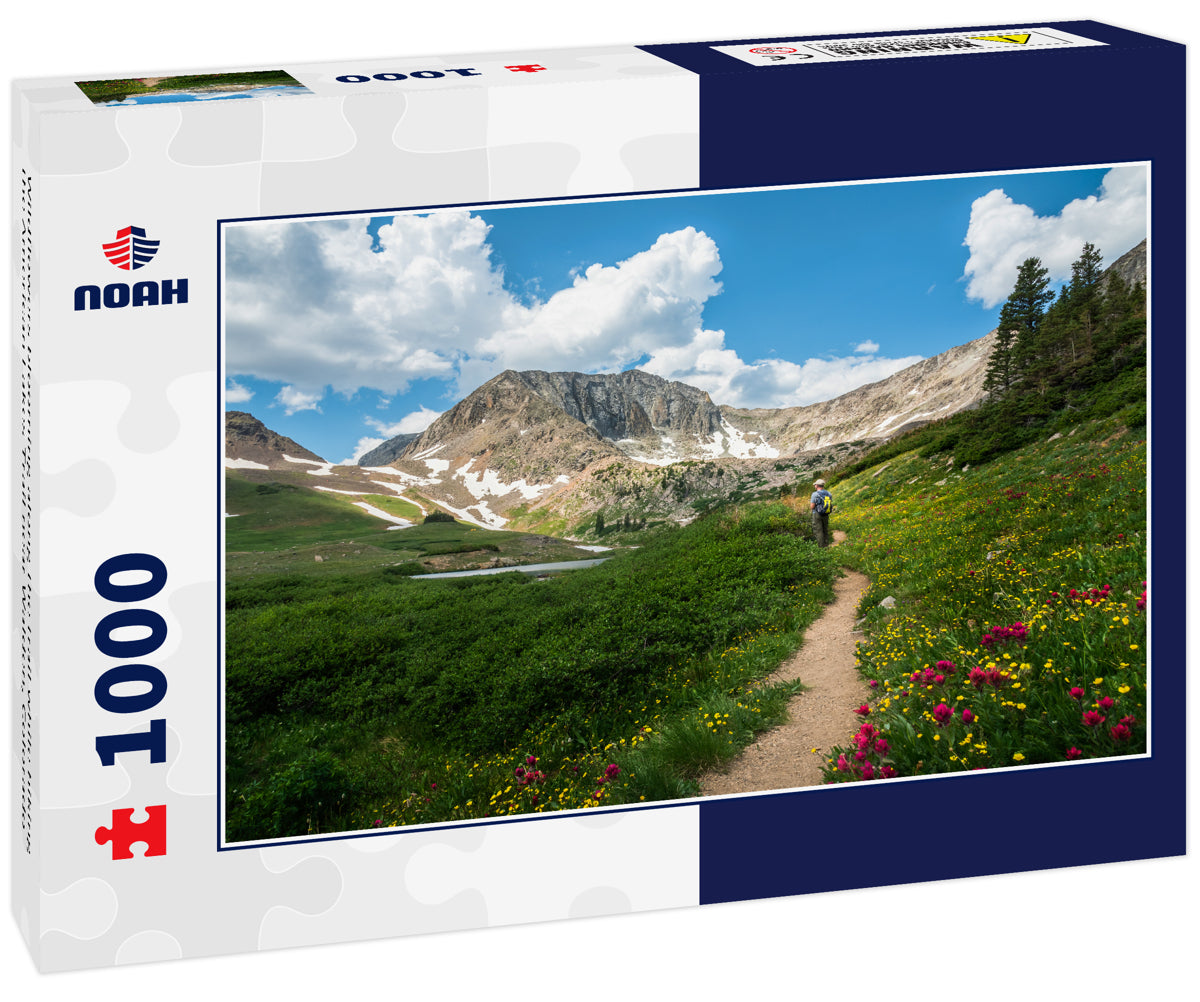 Wildflowers blooming along the trail while hiking the American Lakes Trail near Walden, Colorado