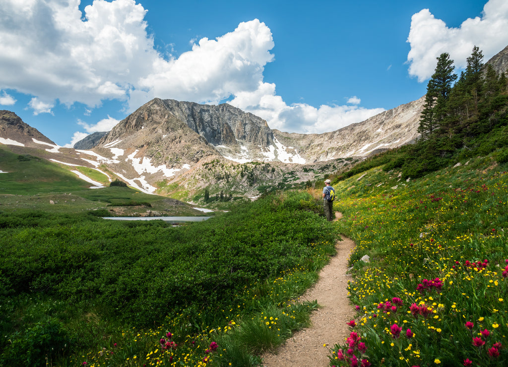 Wildflowers blooming along the trail while hiking the American Lakes Trail near Walden, Colorado