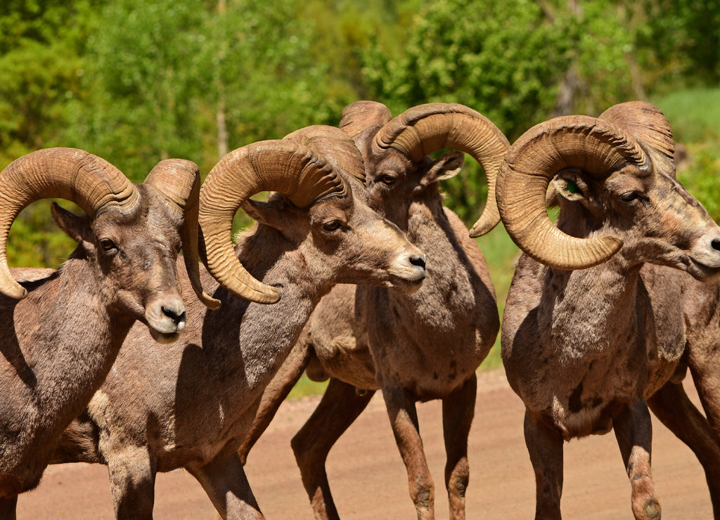 Close up of rocky mountain bighorn sheep ram in waterton canyon recreational area in the foothills of littleton, colorado, near denver