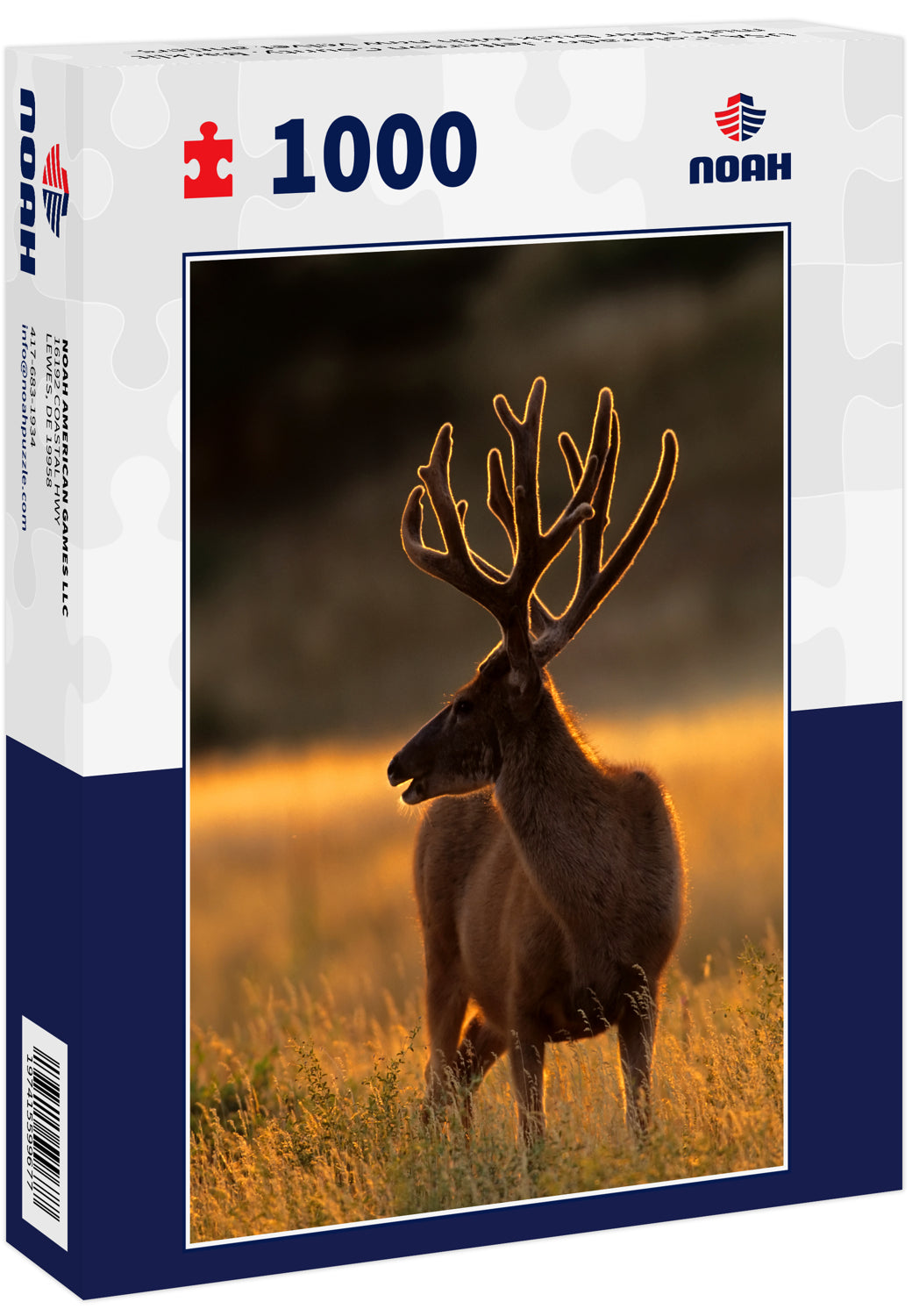 USA, Colorado, Jefferson County. Backlit mule deer buck with new velvet antlers