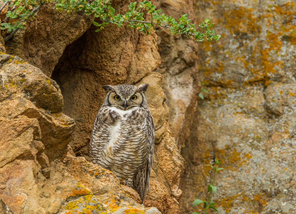 USA, Colorado, Larimer County. Great horned owl on rocky ledge