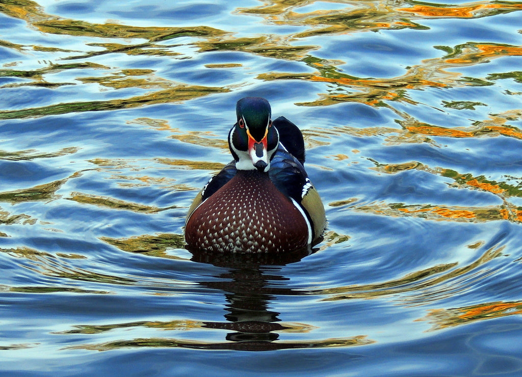 colorful wood duck drake swimming in the lake at sterne park in littleton, colorado