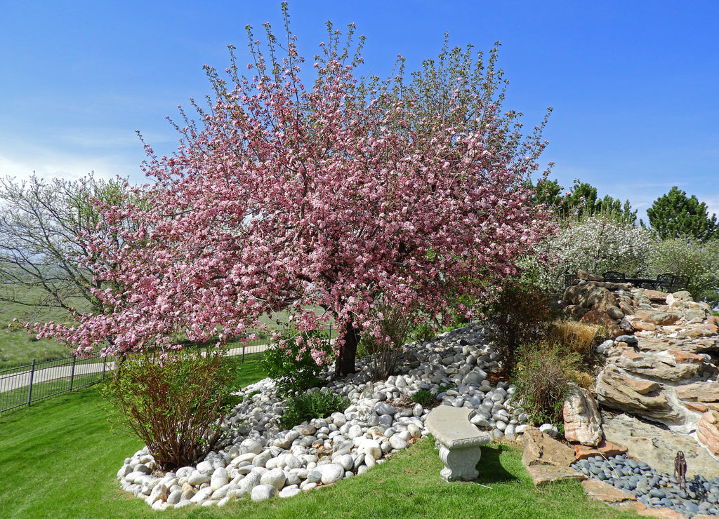 lovely flowering pick crab apple tree on a sunny spring day in a rock and waterfall-landscaped yard in broomfield, colorado