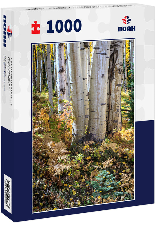 Aspen forest and Autumn scenery in Kebler Pass, Gunnison County, Colorado, USA