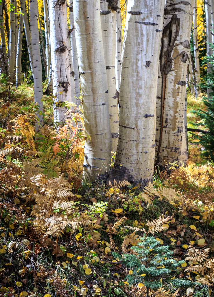 Aspen forest and Autumn scenery in Kebler Pass, Gunnison County, Colorado, USA