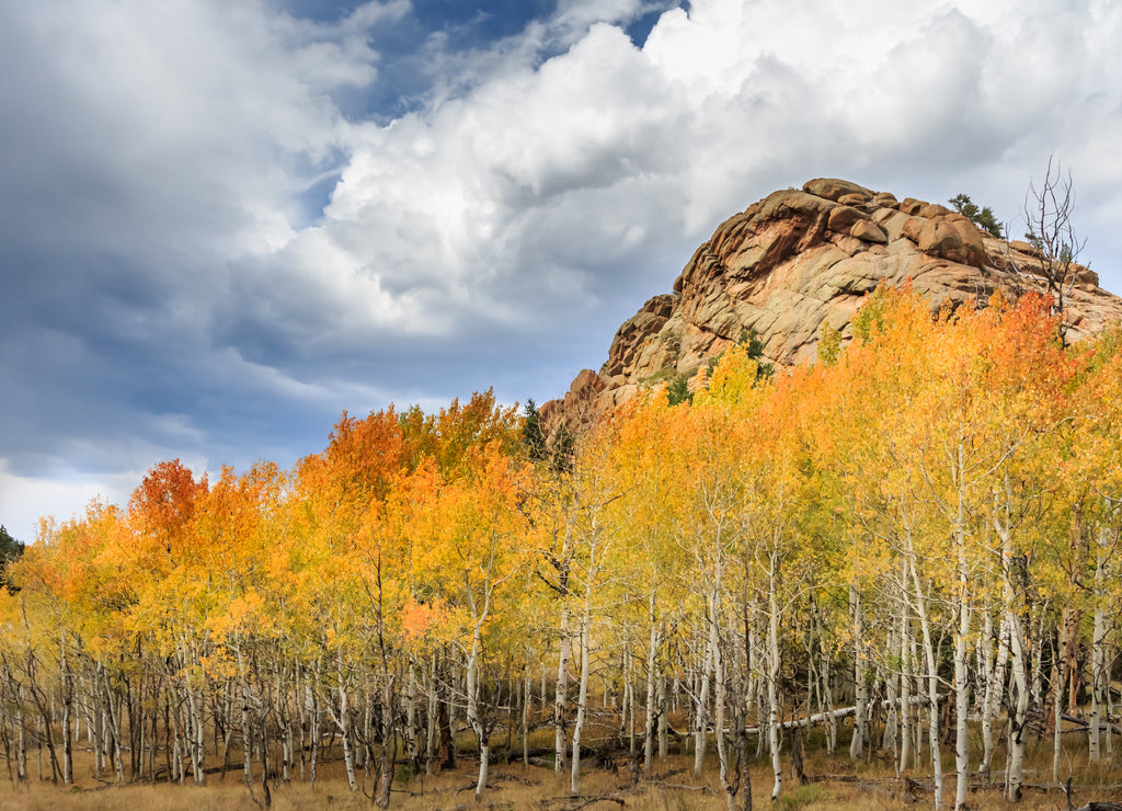 Autumn color in the mountains near Lake George, CO, USA
