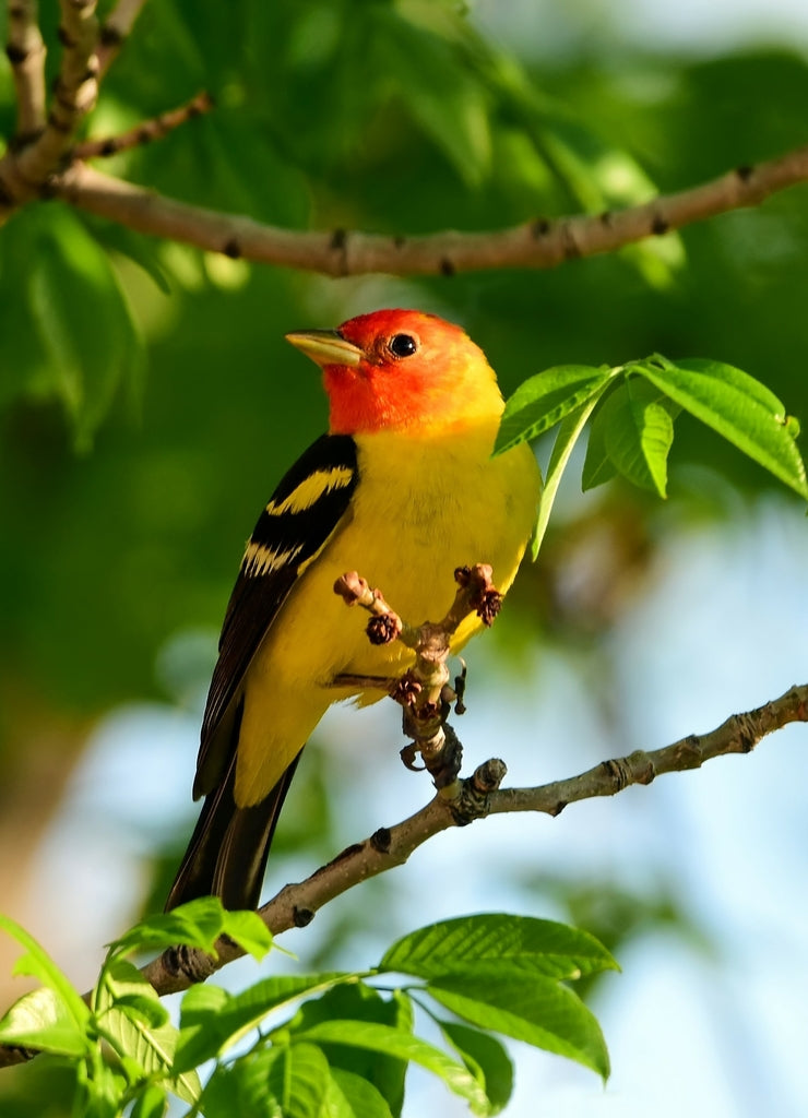 Colorful male western tanager perched in an ash tree during spring migration in broomfield, colorado