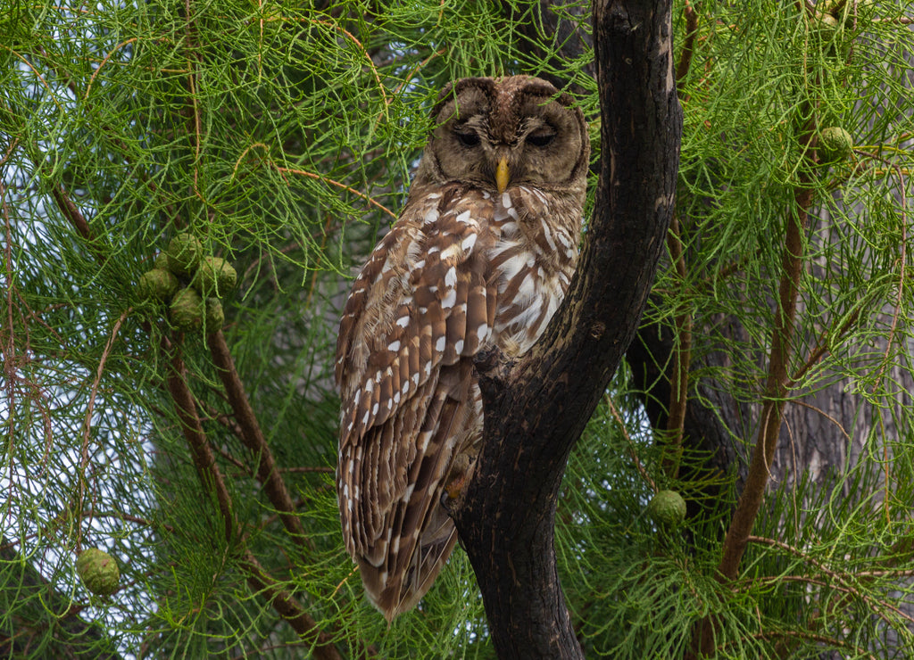 Barred Owl in Okefenokee Swamps, Charlton County, Georgia, USA