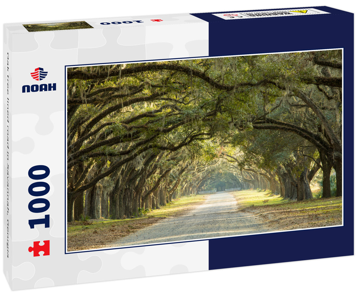 Oak tree lined road in Savannah, Georgia