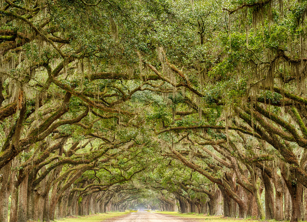 Tunnel of Live Oak Trees in Savannah, Georgia