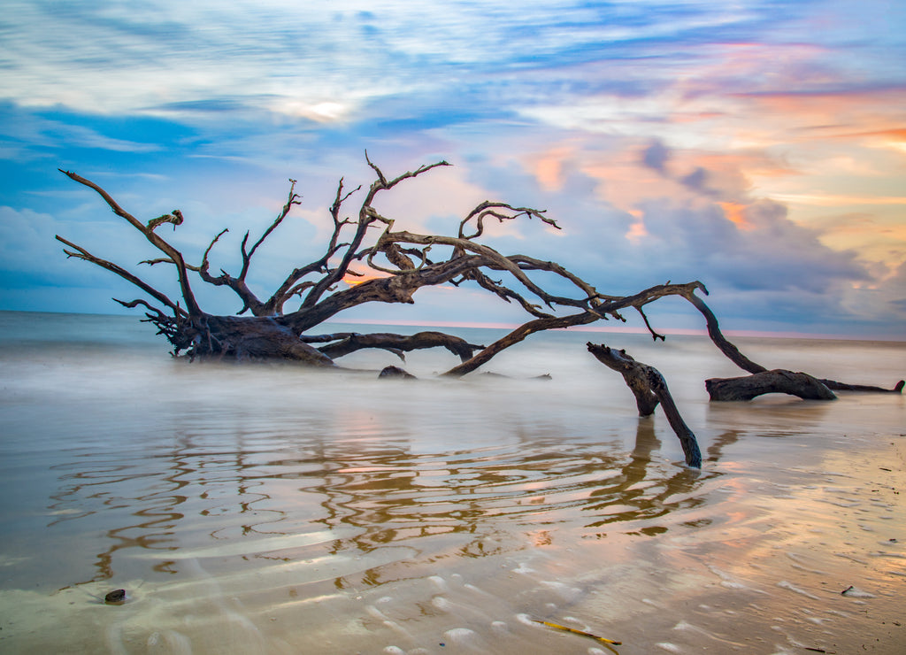 Boneyard Beach in Jekyll Island, Georgia USA