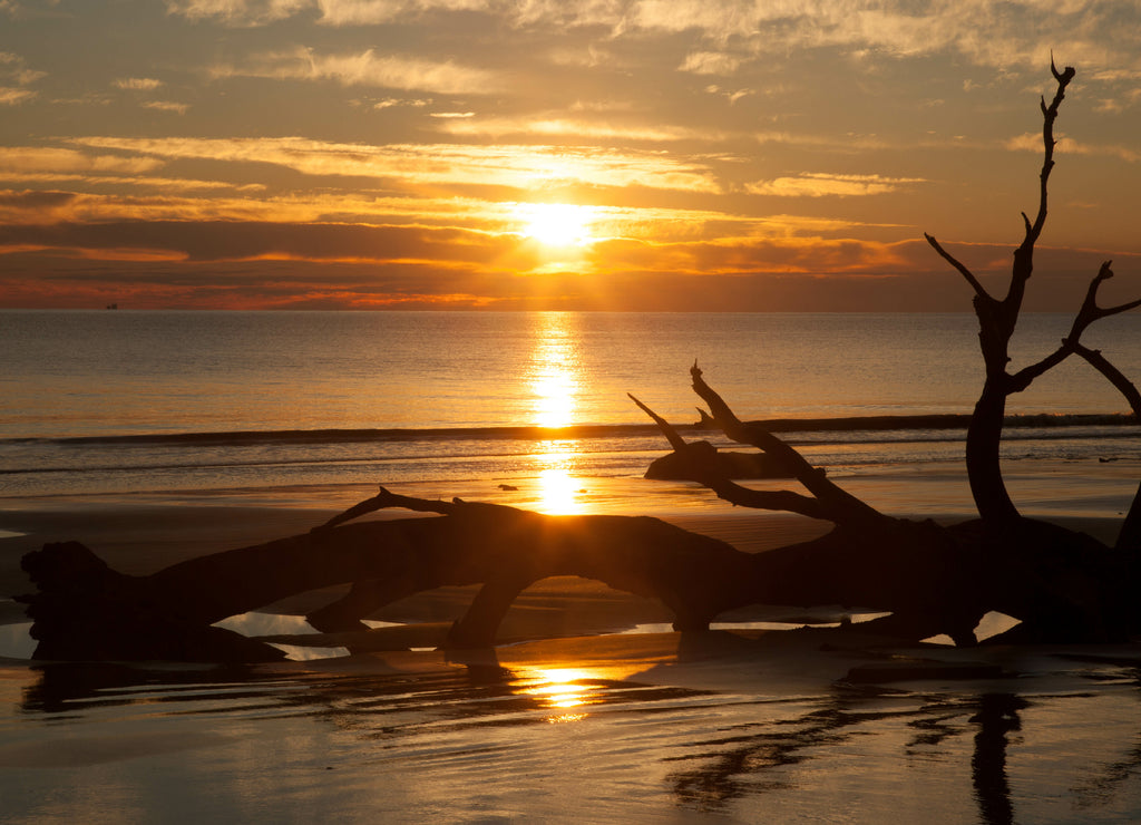 Driftwood Beach, Dead tree against the sunrise sky, Jekyll Island, Georgia, USA