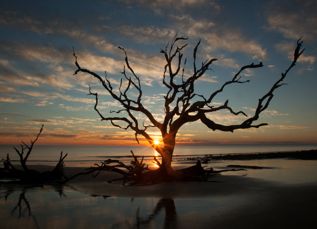 Dead tree from Driftwod Beach. Jekyll Island Georgia, USA