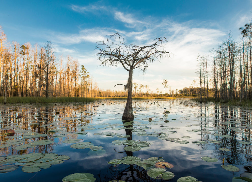 A lone cypress tree stands in a pond of lilypads in the Okefenokee swamp, Georgia USA