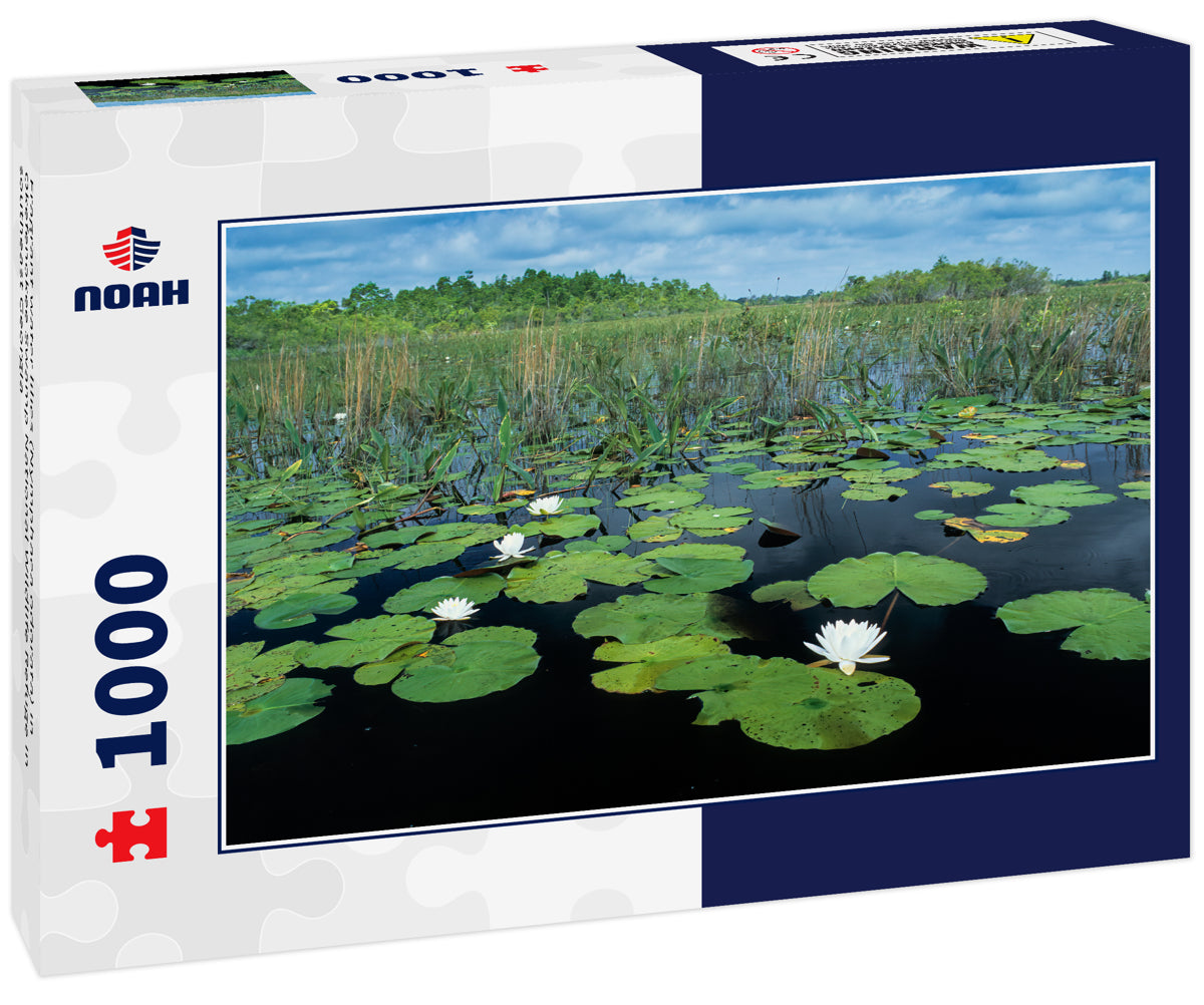 Fragrant water lilies (Nymphaea odorata) in Okefenokee Swamp National Wildlife Refuge in southeast Georgia