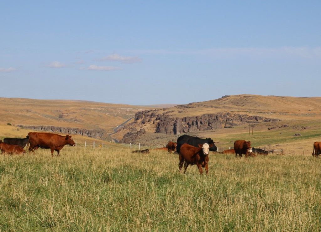 Cows on a pasture in a beautiful landscape in Idaho, USA