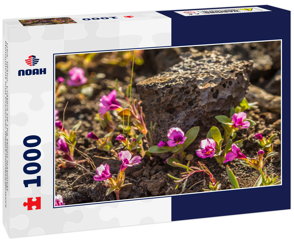 USA, Idaho, Craters Of The Moon National Monument and Preserve, dwarf monkeyflowers