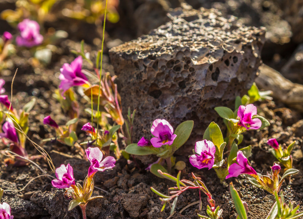 USA, Idaho, Craters Of The Moon National Monument and Preserve, dwarf monkeyflowers