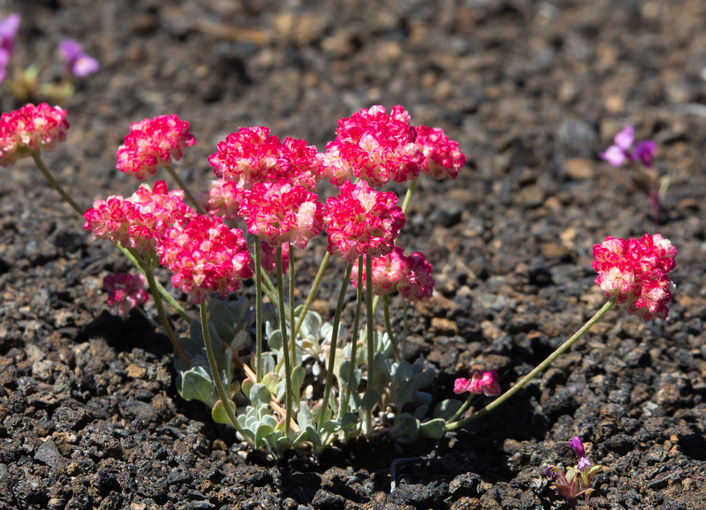 Close-up of pink Cushion Buckwheat (Eriogonum ovalifolium) in Craters of the Moon National Monument, Idaho, USA