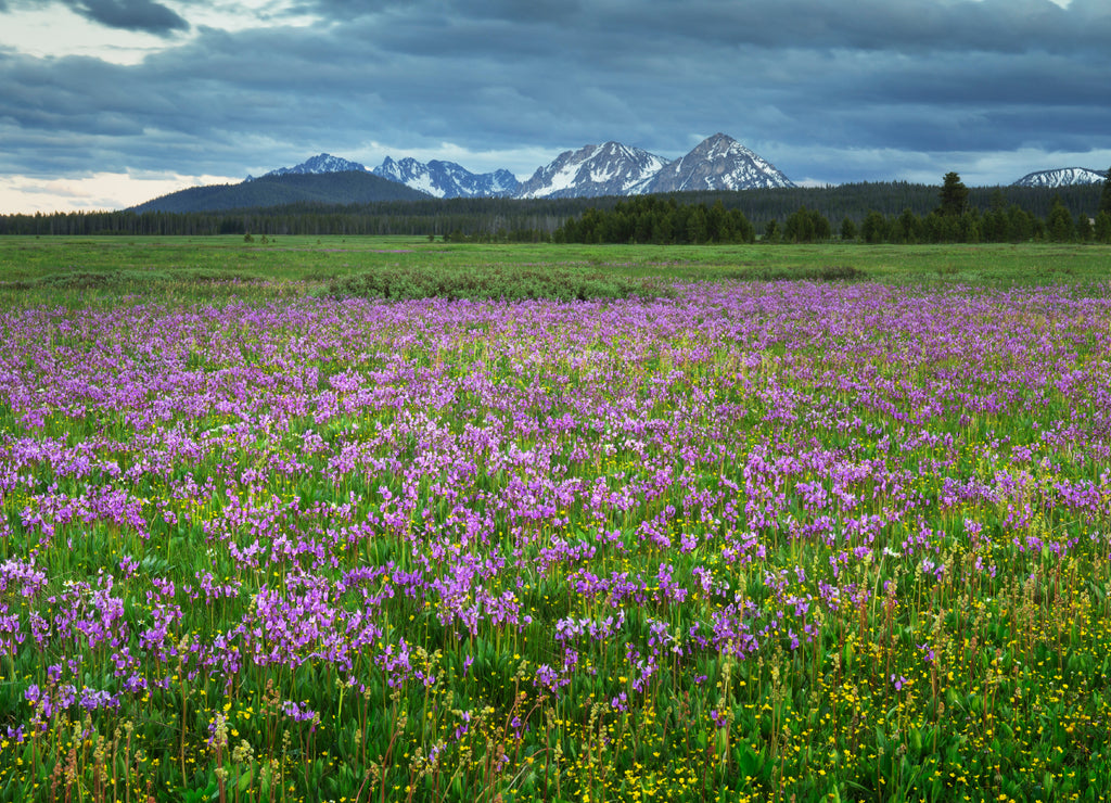 USA, Idaho. Shooting star wildflowers blooming in Elk Meadows, Salmon-Challis National Forest