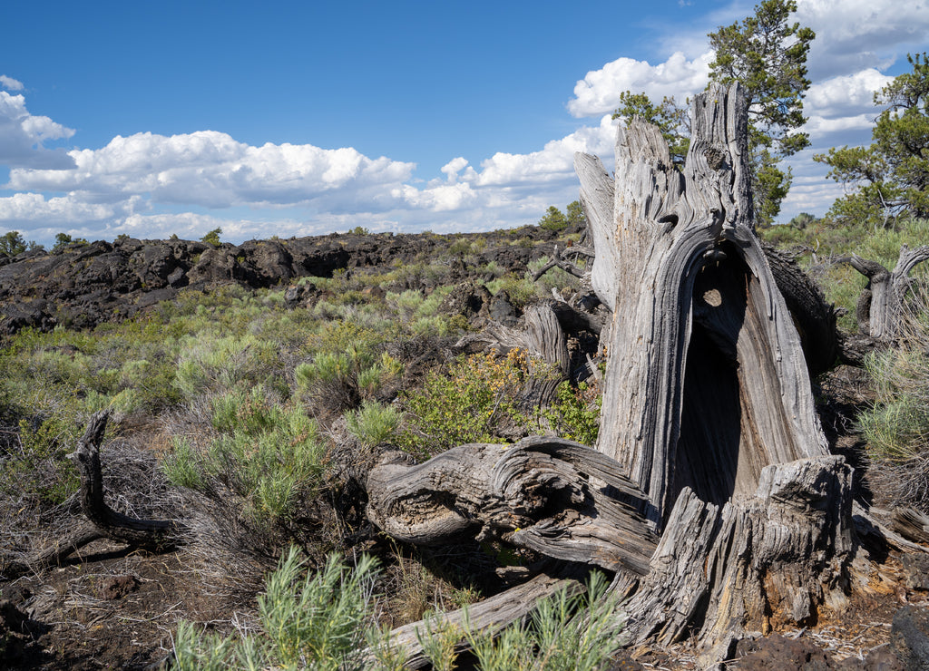 Limber pine trees and desert sagebrush amoung the black volcanic rock at Craters of the Moon National Monument in Idaho