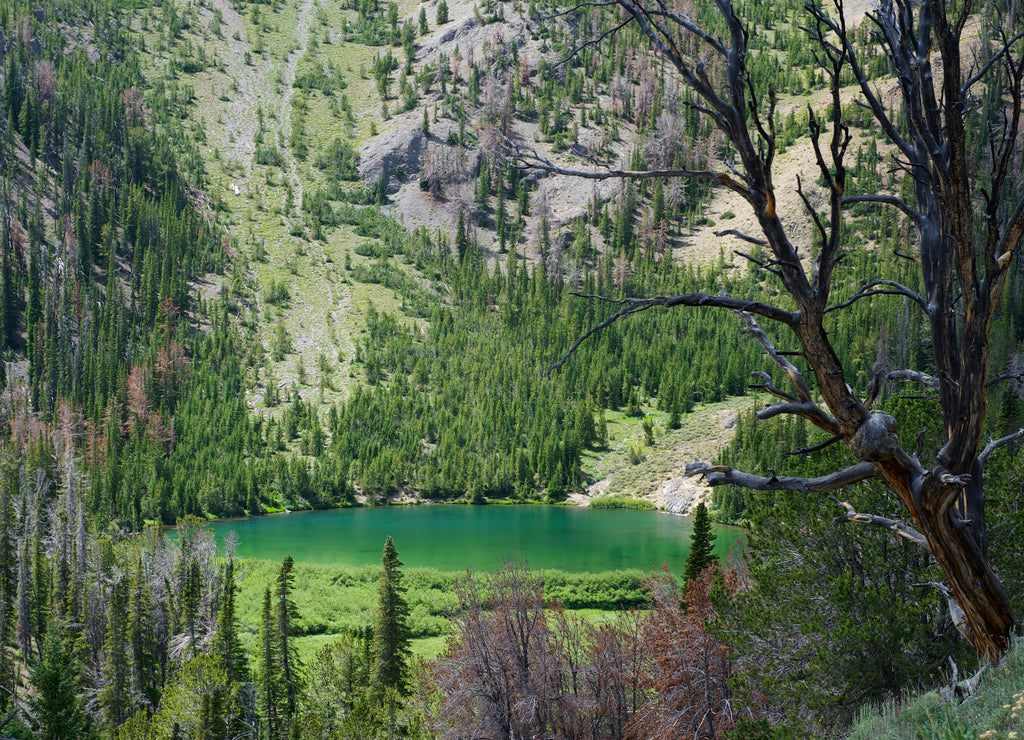 Scenic view through pine forest of an alpine lake in the Rocky Mountains of Idaho, USA