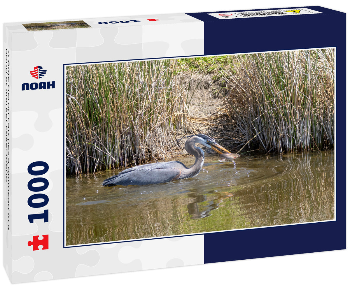 A Blue Heron catches a bullhead in a pond at Market Lake, Idaho