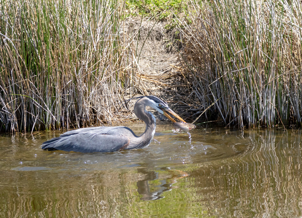 A Blue Heron catches a bullhead in a pond at Market Lake, Idaho