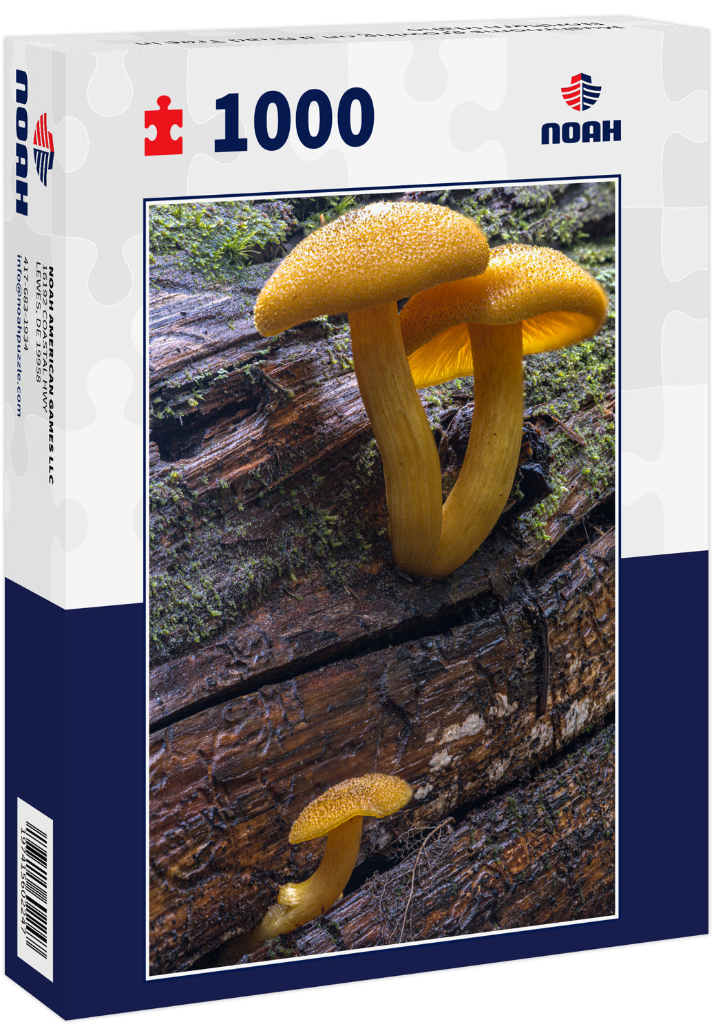 Mushrooms growing on a Dead Tree in Northern Idaho