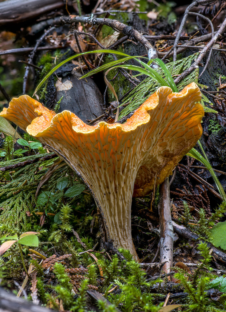 Chanterelle Fungus in an Idaho Forest